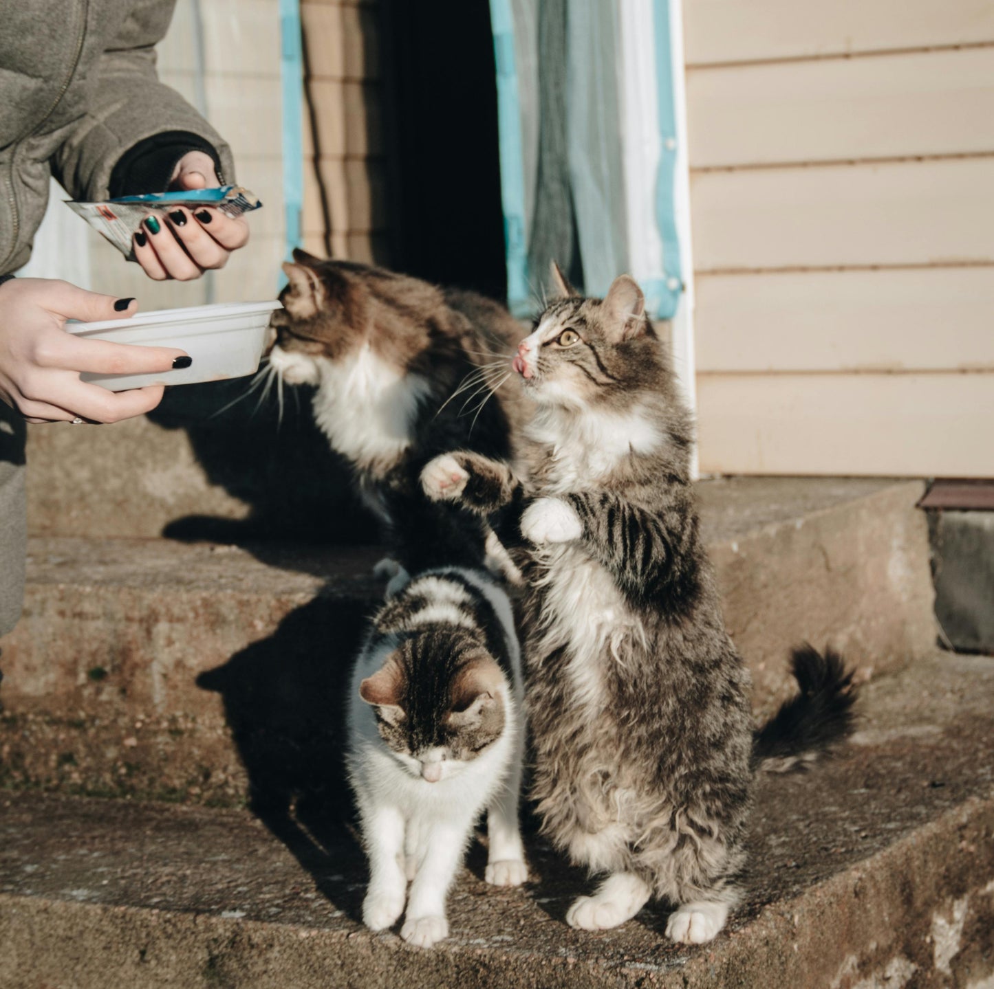 🐾💛 Un repas pour un animal errant